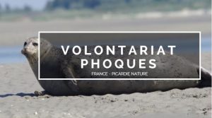 volontariat phoques picardie nature raton reveur blog