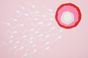 Dessin des spermatozoïdes à la rencontre d'un ovule