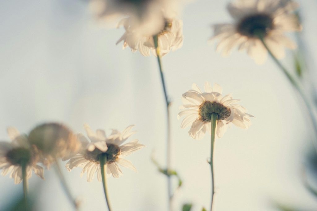 fleurs thérapie ptsd